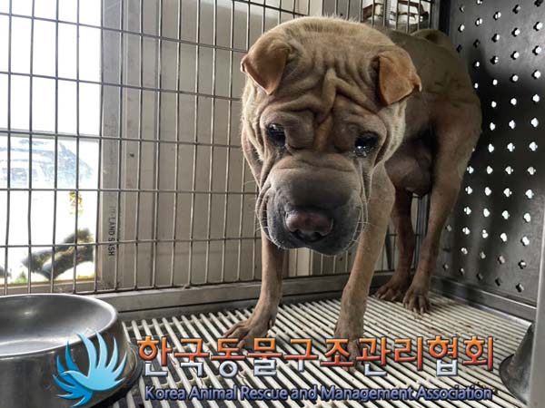 종료(안락사) 샤페…
